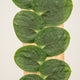 hamiplant Rhaphidophora korthalsii
