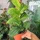 hamiplant Rhaphidophora korthalsii grande