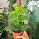 hamiplant Rhaphidophora korthalsii grande