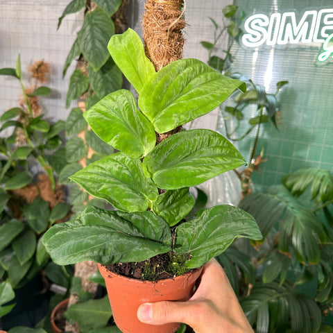 hamiplant Rhaphidophora korthalsii grande