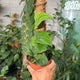 hamiplant Rhaphidophora korthalsii grande