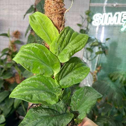 hamiplant Rhaphidophora korthalsii grande