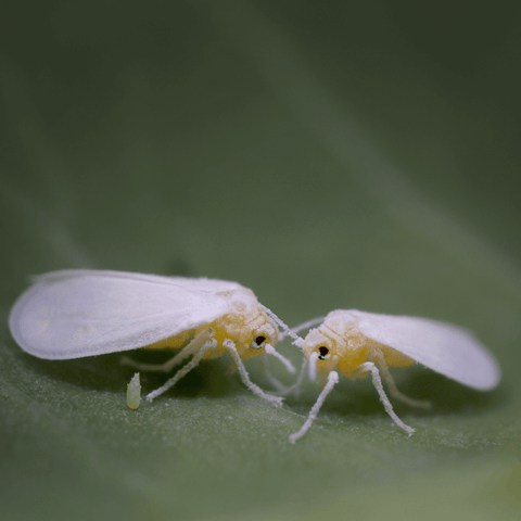 Mosca bianca