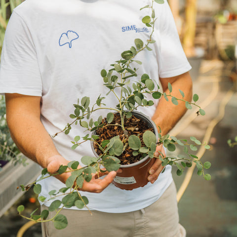 Simegarden Cappero 17 cm