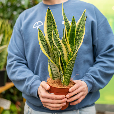 Sansevieria futura superba