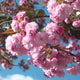 Prunus serrulata kanzan