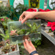 Simegarden 5 baby piante
