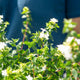 Simegarden Abelia grandiflora 19 cm