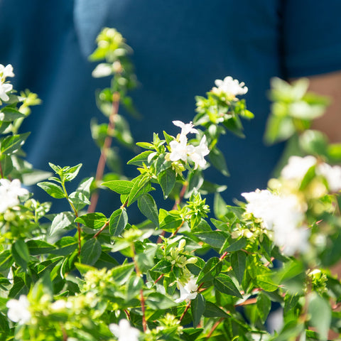 Simegarden Abelia grandiflora 19 cm