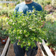 Simegarden Abelia grandiflora 19 cm
