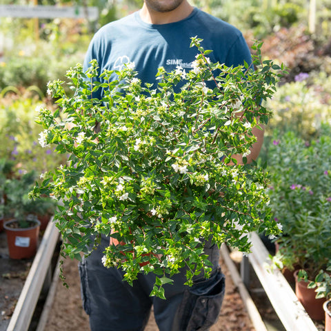 Simegarden Abelia grandiflora 19 cm