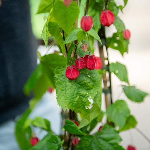 Simegarden Abutilon megapotamicum 24 cm - RAMPICANTE