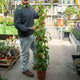 Simegarden Abutilon megapotamicum 24 cm - RAMPICANTE