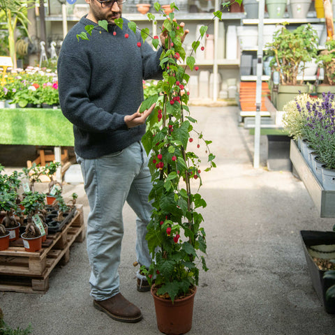 Simegarden Abutilon megapotamicum 24 cm - RAMPICANTE