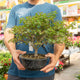 Simegarden Acer kiyohime bonsai 20 cm - IN PROMO