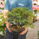 Simegarden Acer kiyohime bonsai 20 cm - IN PROMO