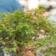 Simegarden Acer kiyohime bonsai 20 cm - IN PROMO