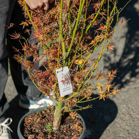 Simegarden Acer palmatum 'Jerre Schwartz' 30 cm