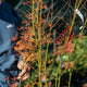 Simegarden Acer palmatum 'Jerre Schwartz' 30 cm