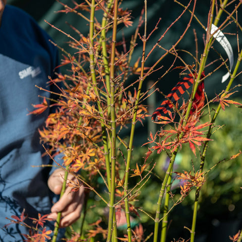 Simegarden Acer palmatum 'Jerre Schwartz' 30 cm