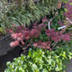 Simegarden Acer palmatum okagami 25 cm
