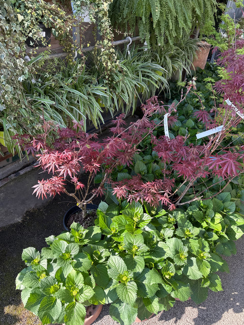 Simegarden Acer palmatum okagami 25 cm
