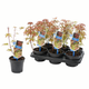 Simegarden Acer palmatum Phoenix 10.5 cm