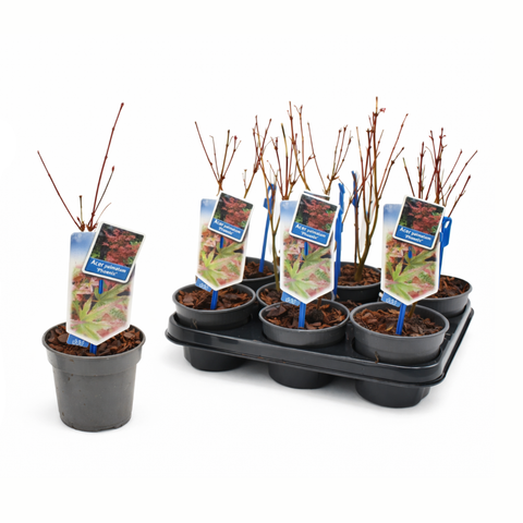 Simegarden Acer palmatum Phoenix 10.5 cm