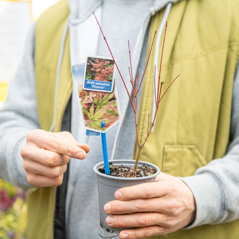 Simegarden Acer palmatum Phoenix 10.5 cm