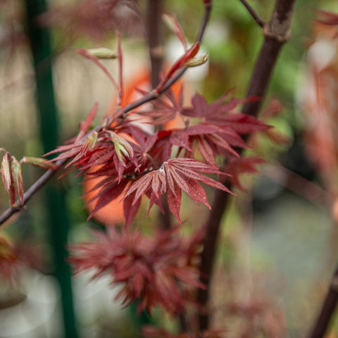 Simegarden Acer palmatum 'Sentinel' 30 cm