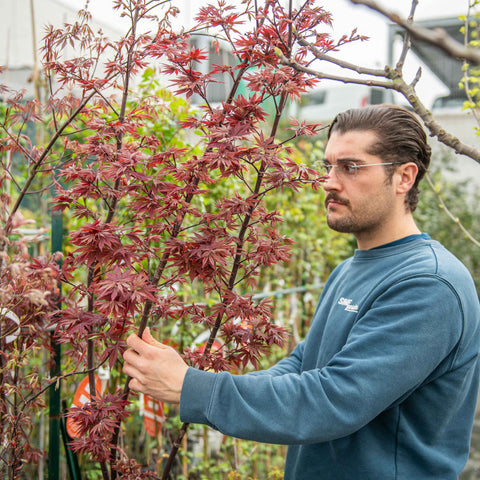 Simegarden Acer palmatum 'Sentinel' 30 cm