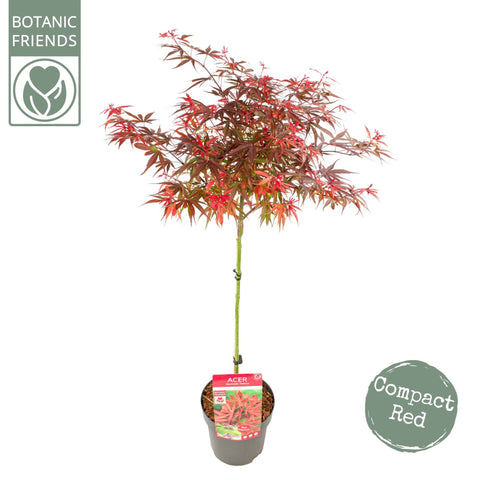 Simegarden Acer palmatum 'Shaina' 24 cm