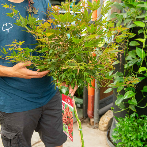 Simegarden Acer palmatum 'Shaina' 24 cm