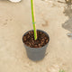 Simegarden Acer palmatum 'Shaina' 24 cm