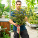 Simegarden Acer palmatum 'Shaina' 24 cm