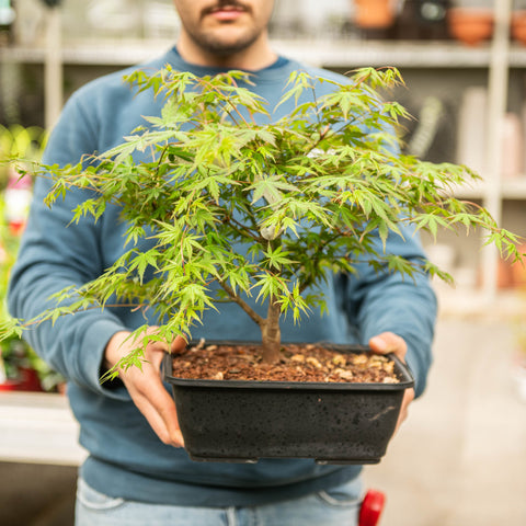 Simegarden Acer polymorphum 28 cm
