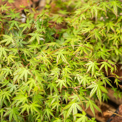 Simegarden Acer polymorphum 28 cm