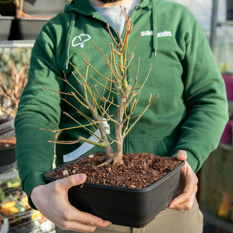 Simegarden Acer polymorphum 28 cm