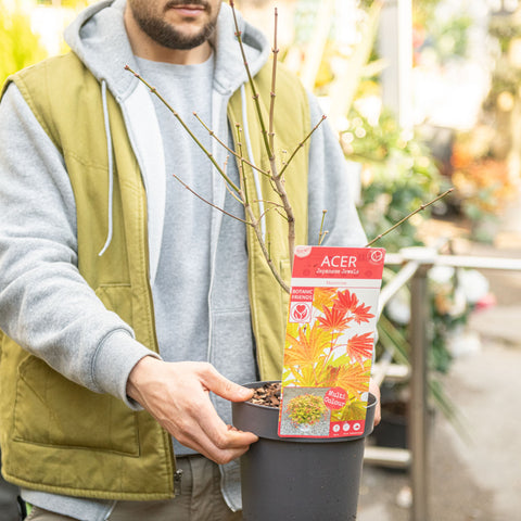 Simegarden Acer shirasawanum Moonrise 19 cm