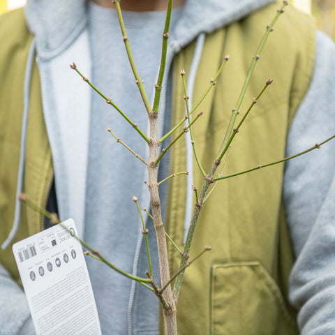 Simegarden Acer shirasawanum Moonrise 19 cm