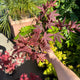 Simegarden Acero atropurpureum 12 cm