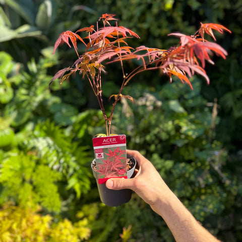 Simegarden Acero atropurpureum 12 cm