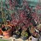 Simegarden Acero atropurpureum 25 cm