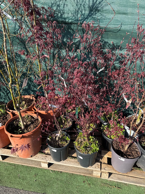 Simegarden Acero atropurpureum 25 cm