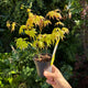 Simegarden Acero orange dream 12 cm