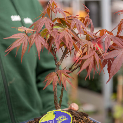 Simegarden Acero rosso bonsai 20.5 cm
