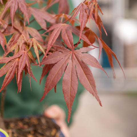 Simegarden Acero rosso bonsai 20.5 cm