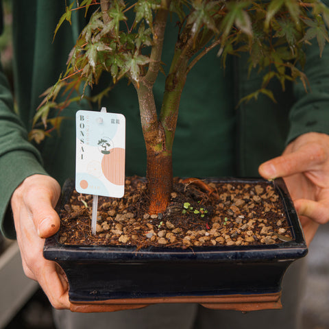 Simegarden Acero rosso bonsai