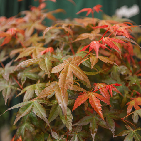 Simegarden Acero rosso bonsai