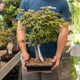 Simegarden Acero rosso bonsai